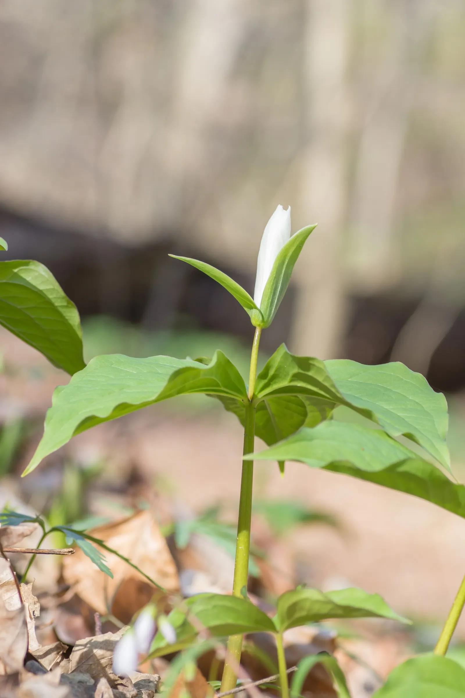 Large Flowered Trilium (Trillium Grandiflorum) — Each stem typically bears a whorl of three dark green leaves; commonly referred to as the Large, image 77