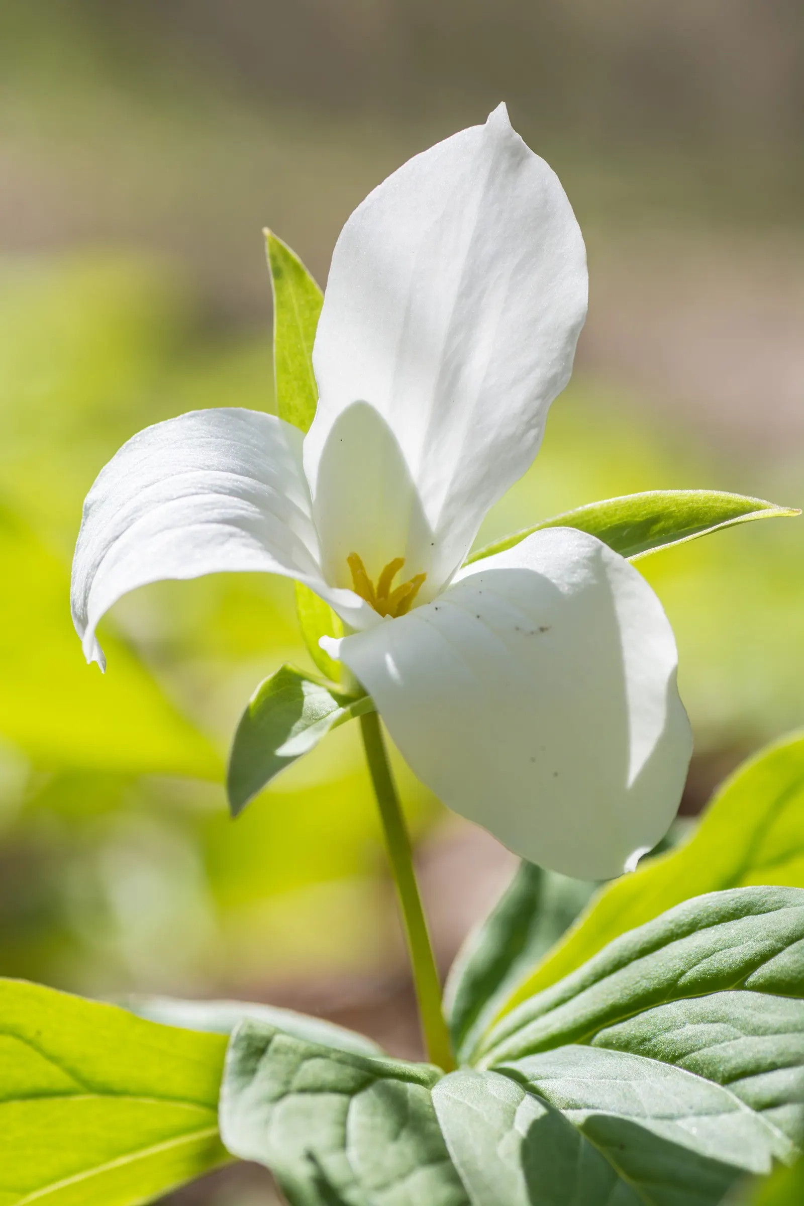 Large Flowered Trilium (Trillium Grandiflorum) — it thrives in well-drained