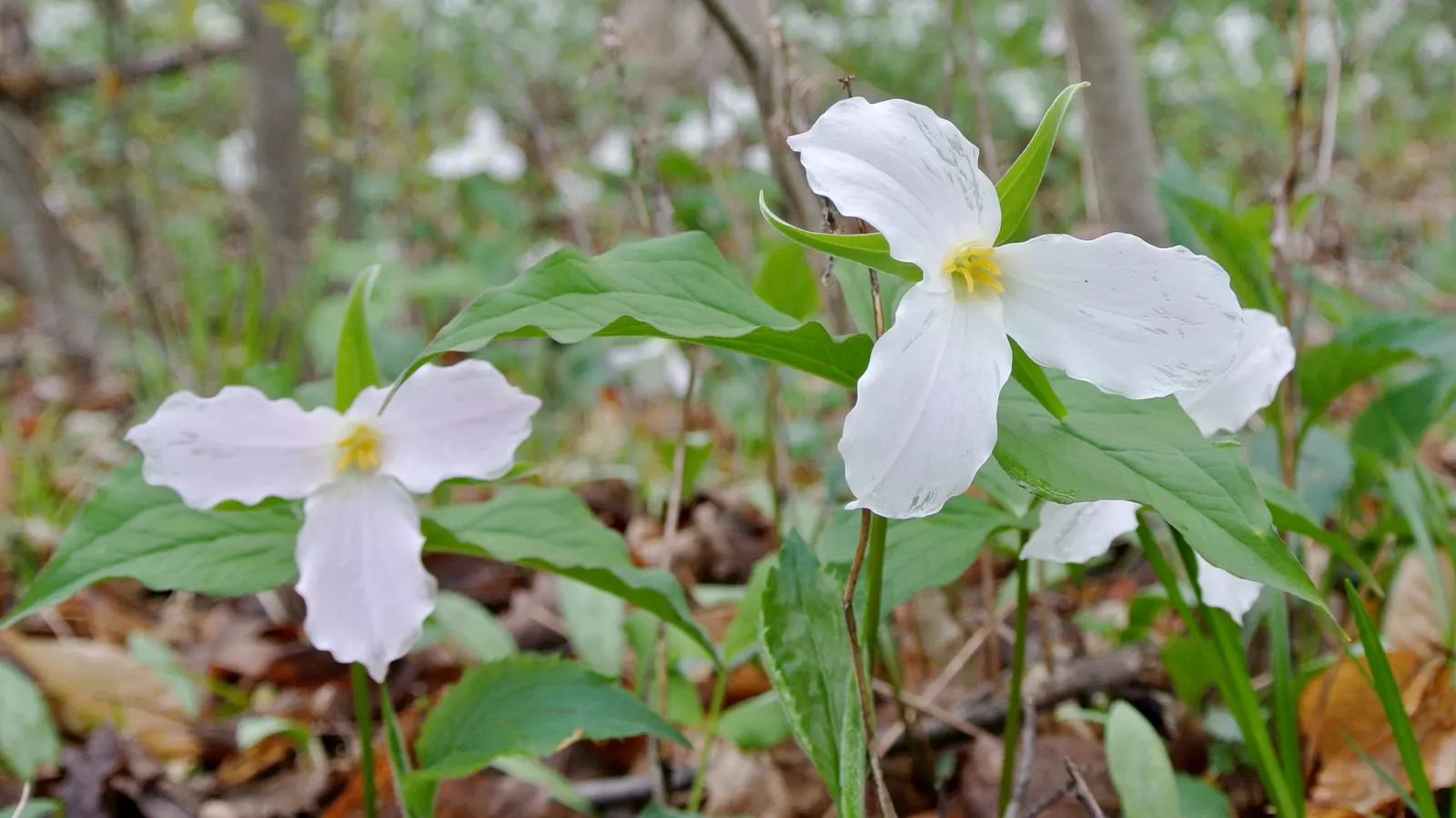 Large Flowered Trilium (Trillium Grandiflorum) — Trillium grandiflorum, the Large-Flowered Trillium, flourishes in U.S; this perennial prefers, image 125