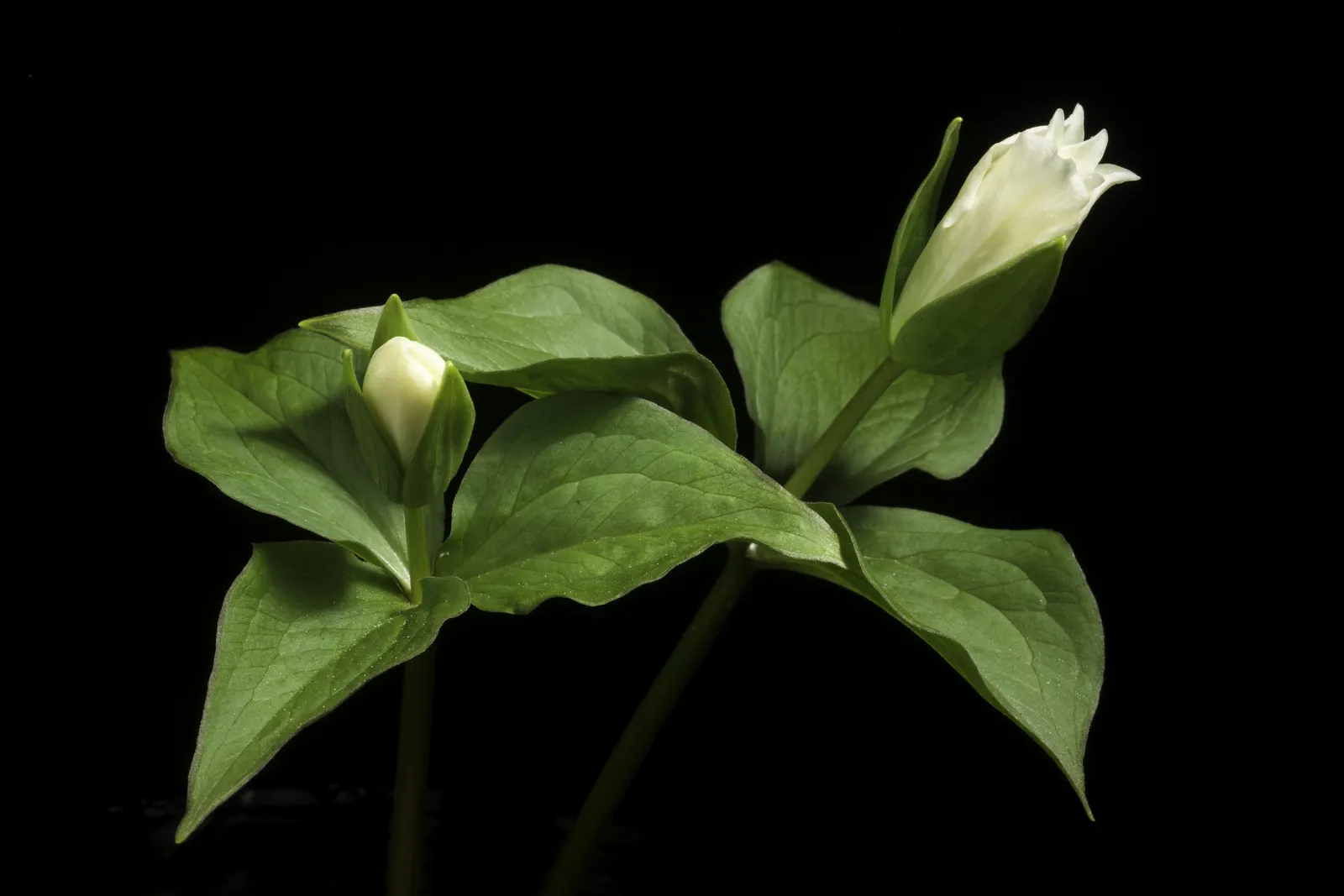 Large Flowered Trilium (Trillium Grandiflorum) — is a North American native perennial prized for its showy; its bloom period is in early to late, image 103