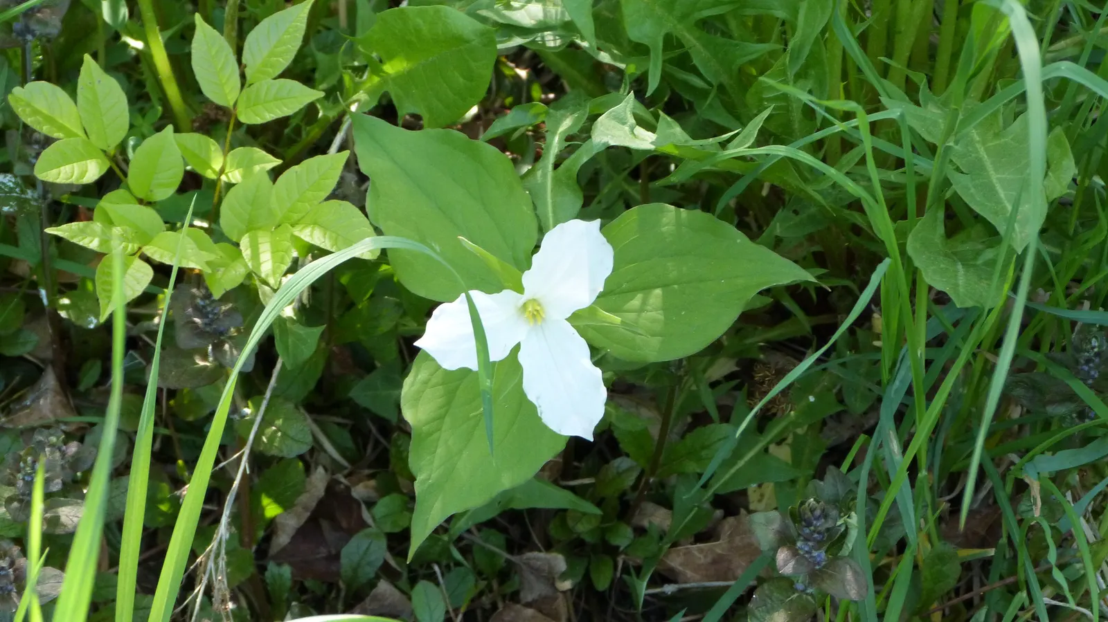 Large Flowered Trilium (Trillium Grandiflorum) — it is important to allow this plant to naturalize and avoid moving it once established; is a North, image 86