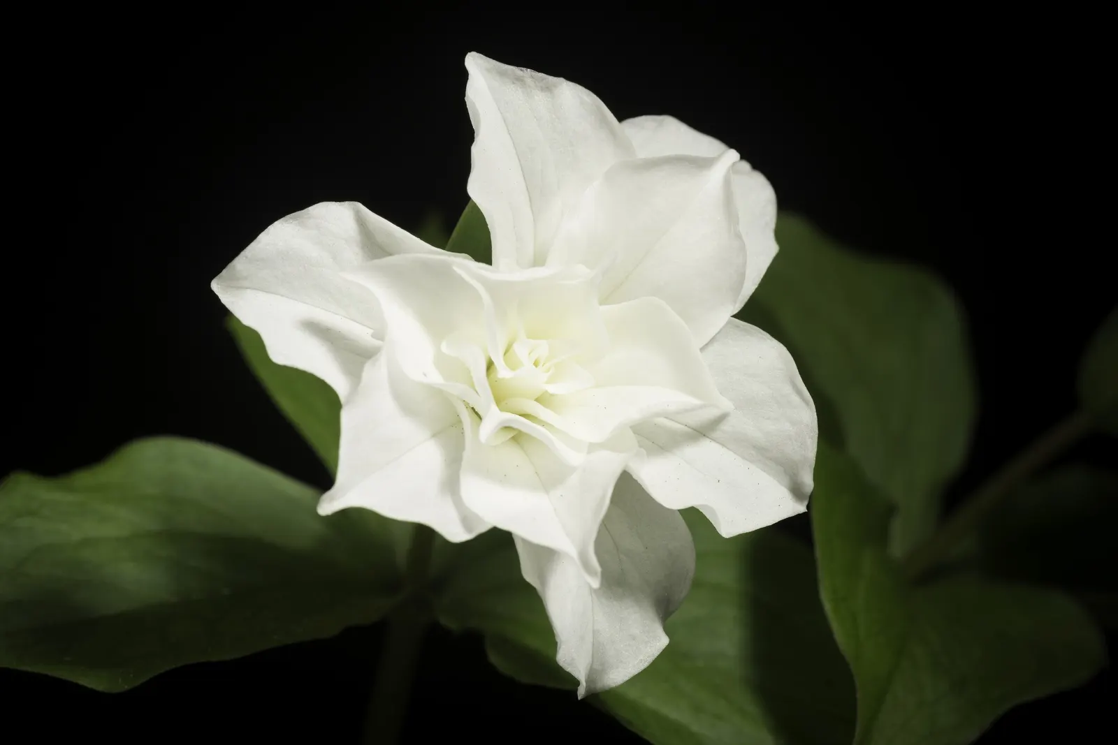 Large Flowered Trilium (Trillium Grandiflorum) — white blooms and elegant foliage; this woodland wildflower is an excellent choice for shaded or, image 73