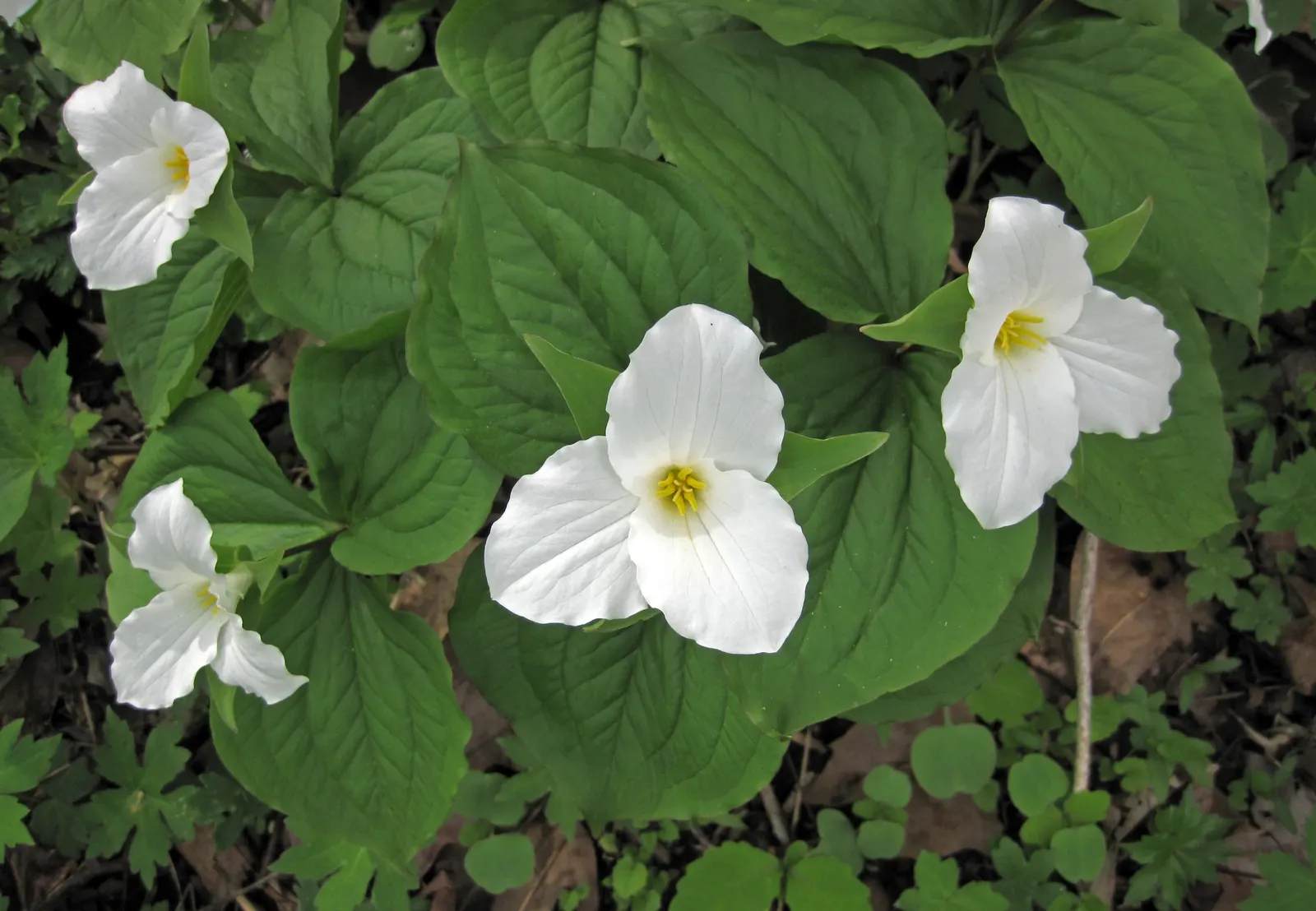 Large Flowered Trilium (Trillium Grandiflorum) — measuring up to 3 to 4 inches in diameter