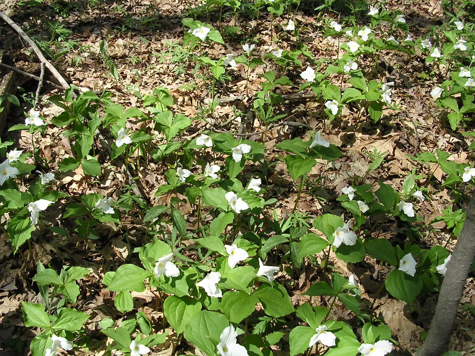 Large Flowered Trilium (Trillium Grandiflorum) — Providing visual interest up to 18 inches high and spreading approximately 12 inches; ideal for, image 130