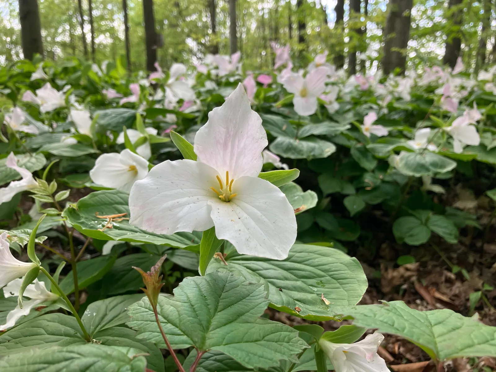Large Flowered Trilium (Trillium Grandiflorum) — spanning up to 6 inches across, image 109