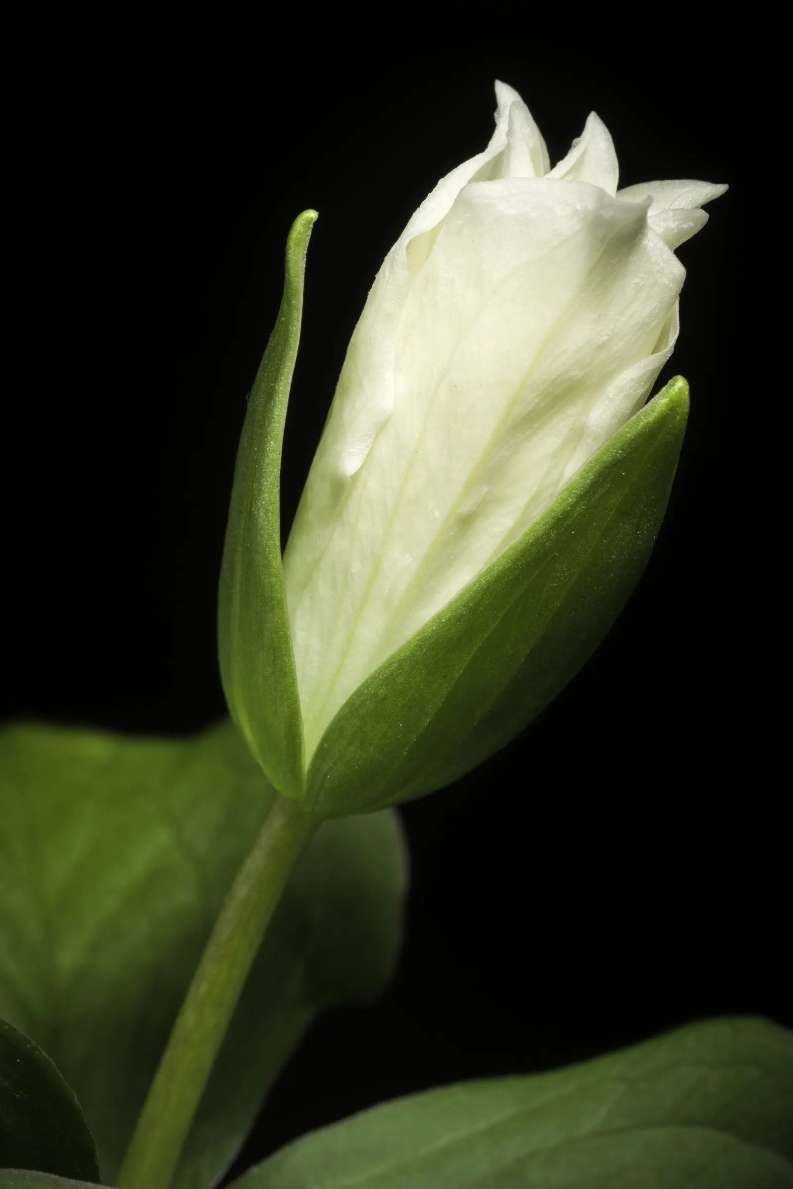 Large Flowered Trilium (Trillium Grandiflorum) — Providing visual interest up to 18 inches high and spreading approximately 12 inches; ideal for, image 68