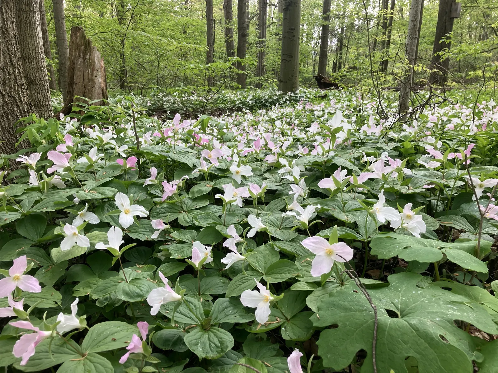 Large Flowered Trilium (Trillium Grandiflorum) — bulb / perennial with white blooms; trillium grandiflorum prefers fertile