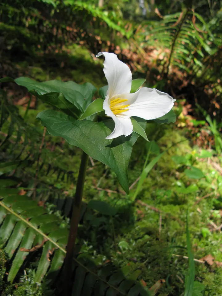 Large Flowered Trilium (Trillium Grandiflorum) — Recognizable by its stunning; white blooms and elegant foliage, image 64