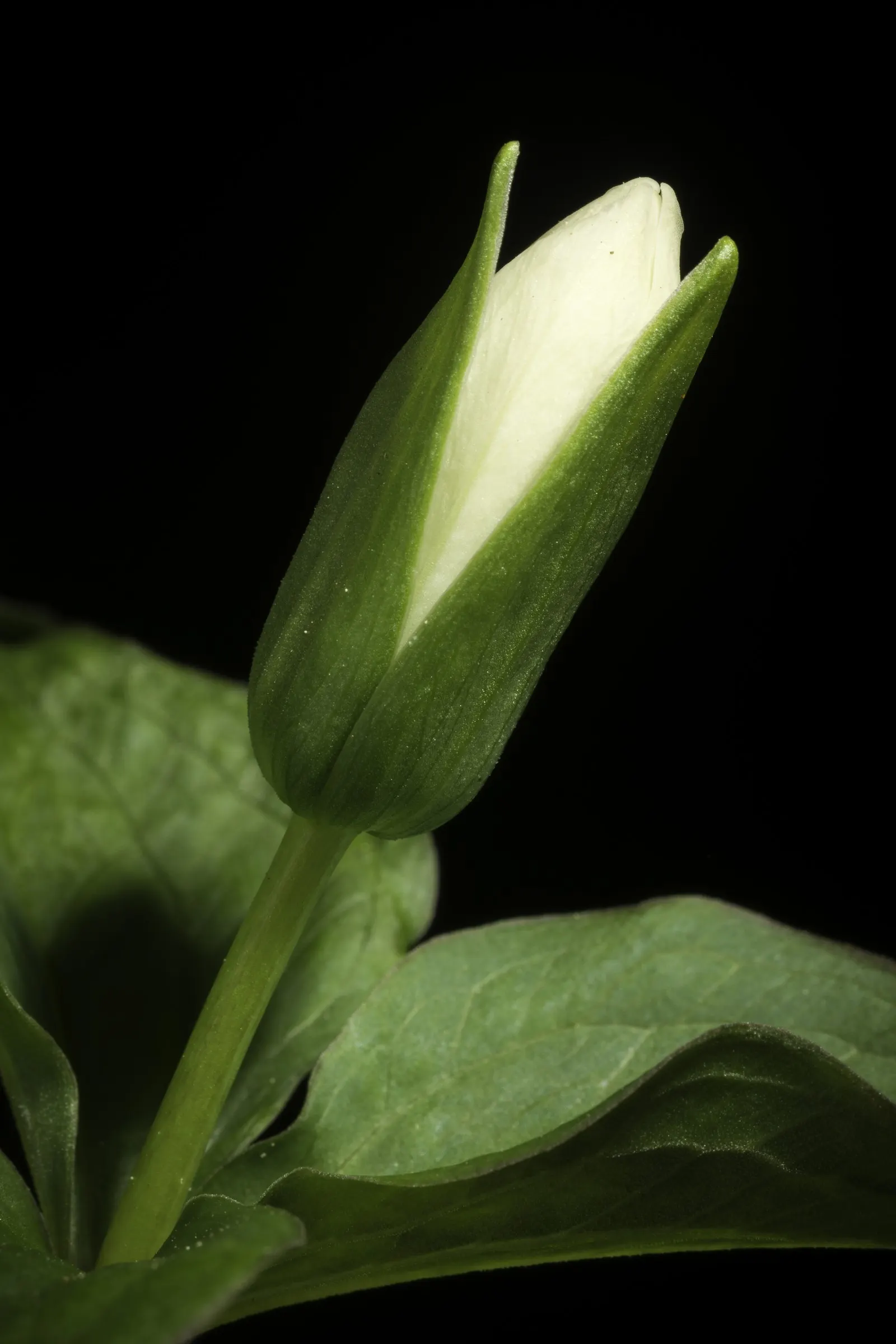 Large Flowered Trilium (Trillium Grandiflorum) — while supporting local ecology by attracting pollinators such as bees and butterflies; it is, image 88