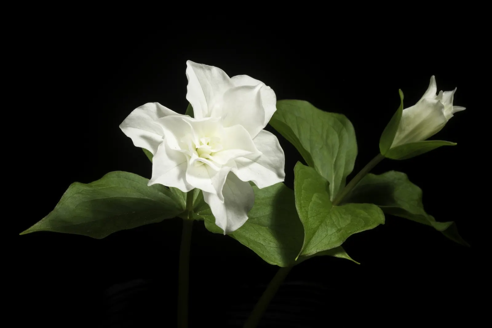 Large Flowered Trilium (Trillium Grandiflorum) — white flowers in the garden; which can form impressive drifts over time, image 91