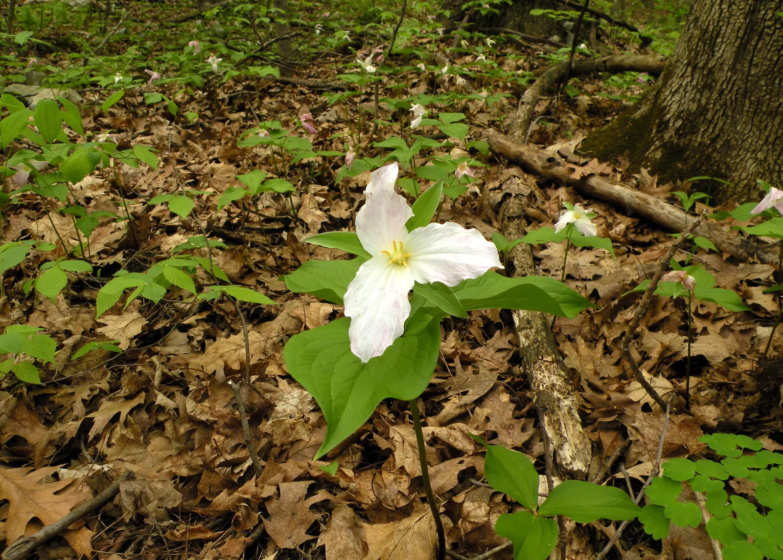 Large Flowered Trilium (Trillium Grandiflorum) — is a North American native perennial prized for its showy; its bloom period is in early to late spring