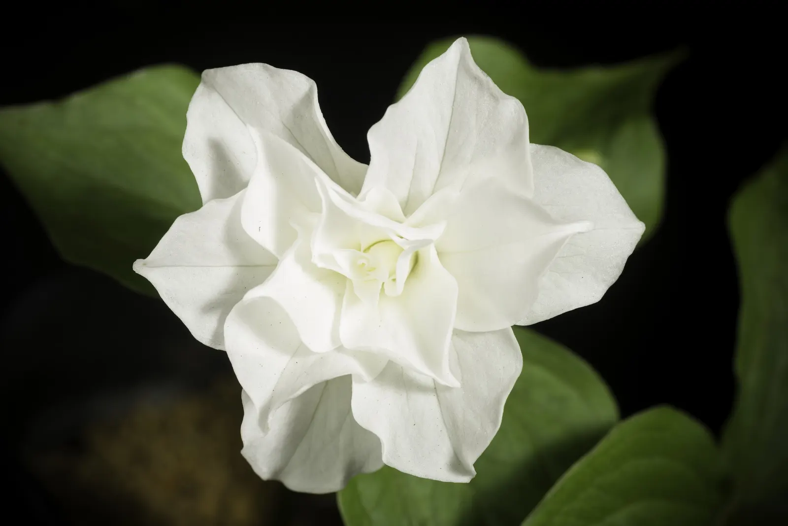 Large Flowered Trilium (Trillium Grandiflorum) — Ideal for woodland gardens or shaded areas; well-drained soil with a high organic content, image 70