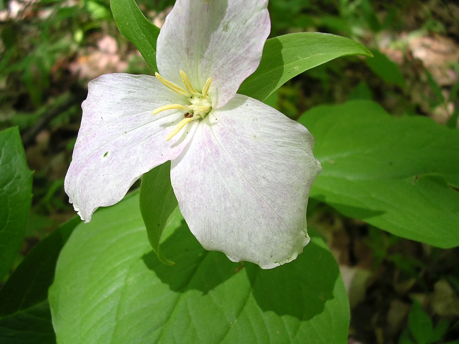 Large Flowered Trilium (Trillium Grandiflorum) — measuring up to 3 to 4 inches in diameter; bulb / perennial with white blooms, image 80