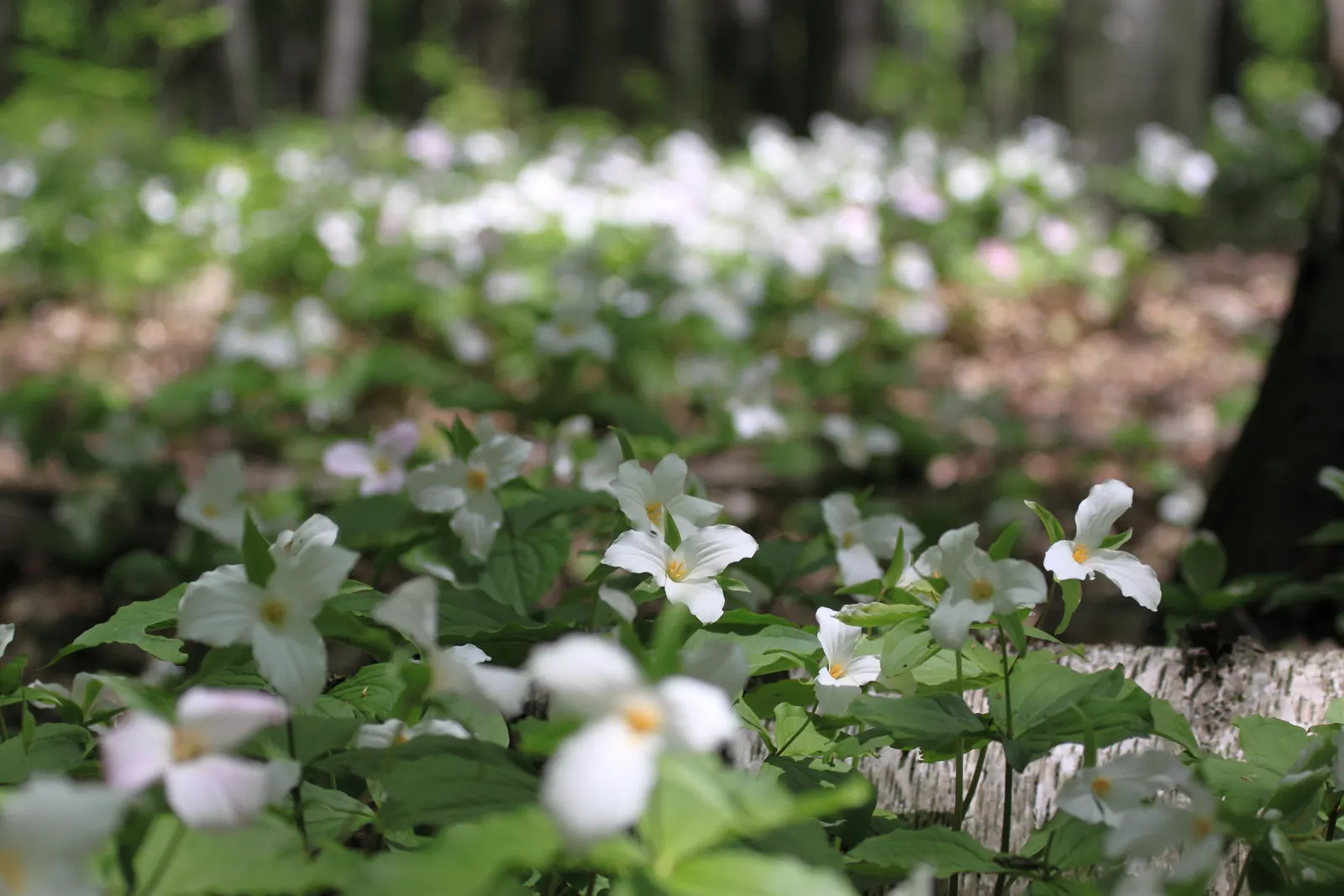 Large Flowered Trilium (Trillium Grandiflorum) — white blooms and elegant foliage; this woodland wildflower is an excellent choice for shaded or, image 104