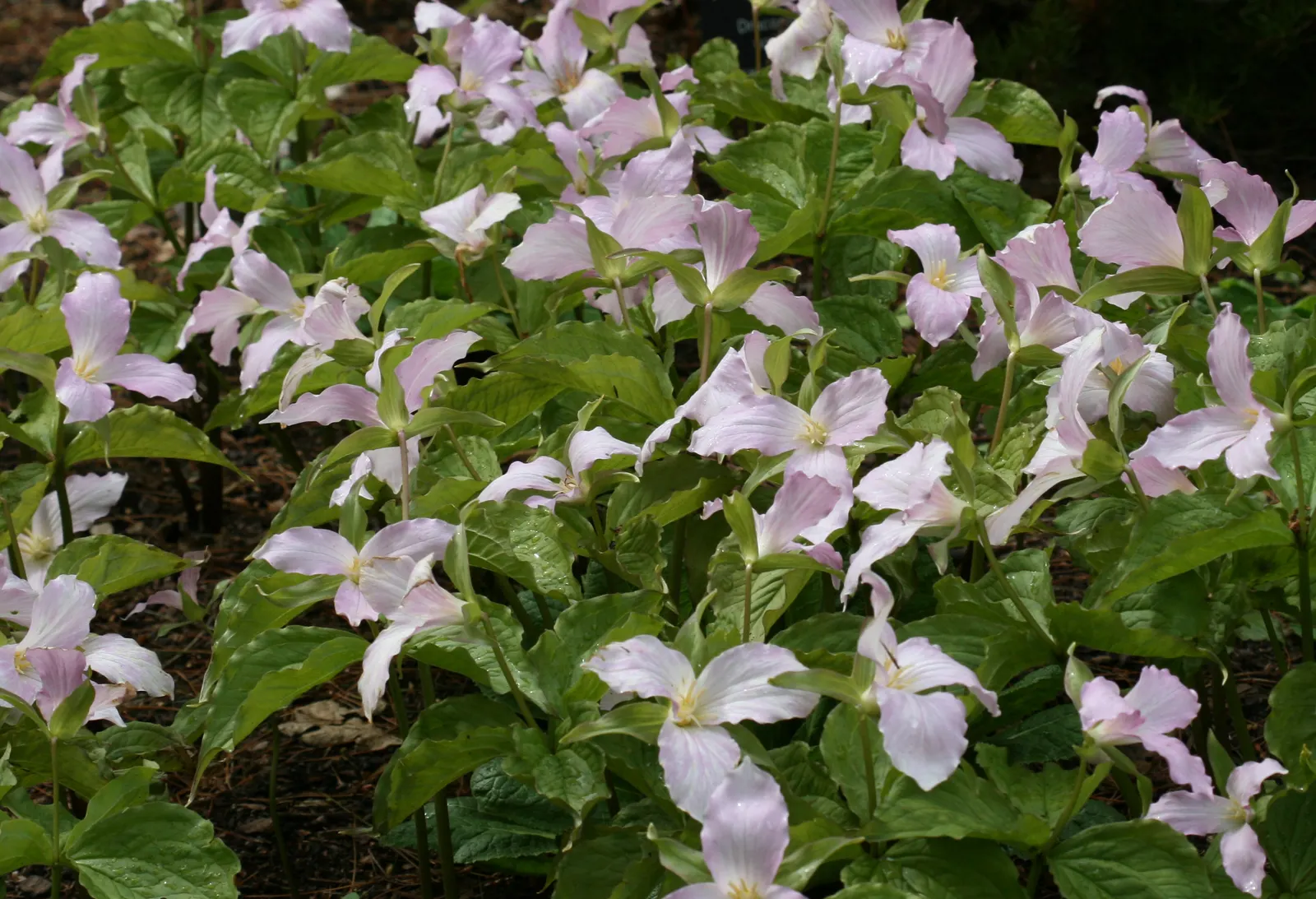 Large Flowered Trilium (Trillium Grandiflorum) — Ideal for woodland gardens or shaded areas; well-drained soil with a high organic content