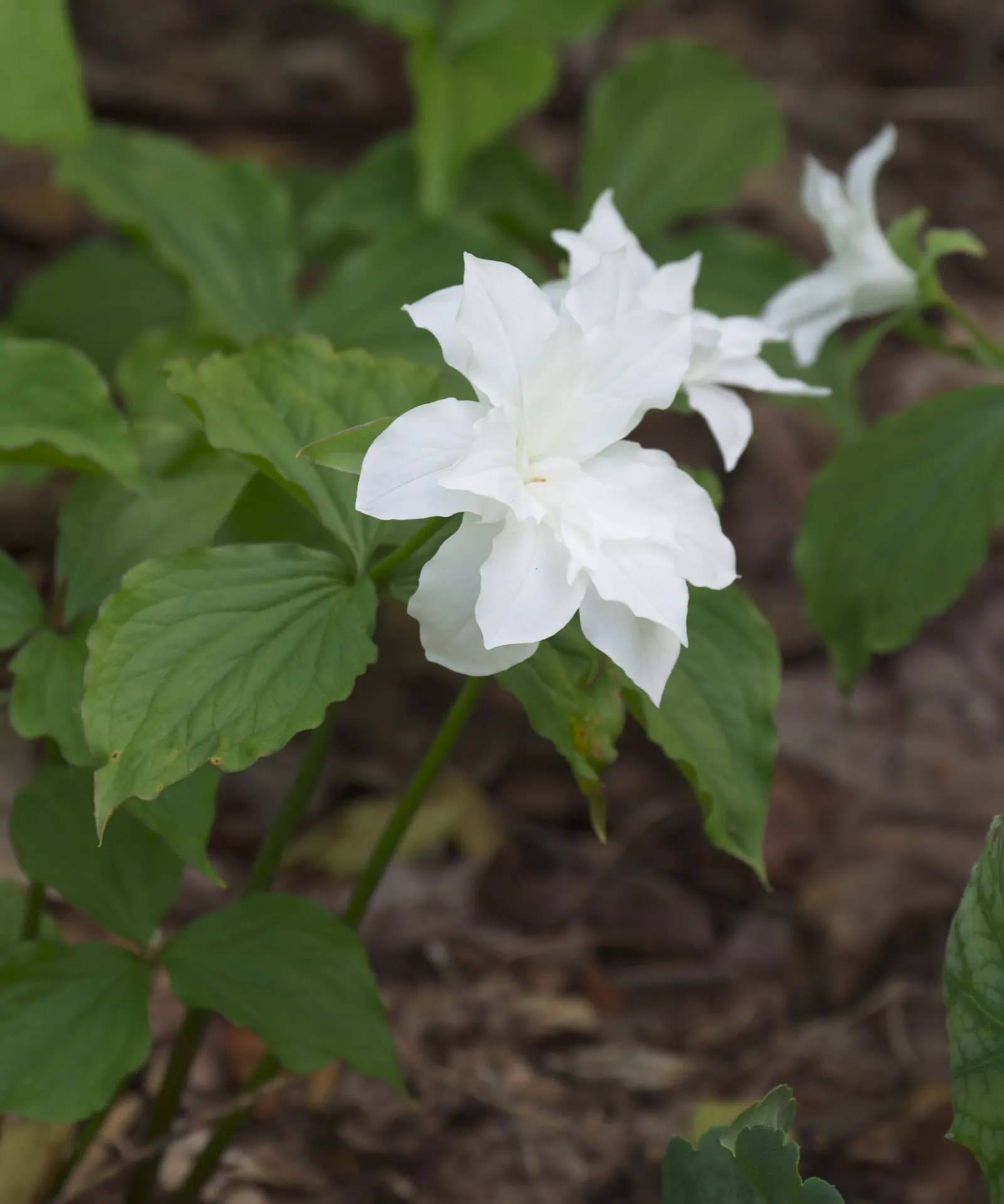 Large Flowered Trilium (Trillium Grandiflorum) — Providing visual interest up to 18 inches high and spreading approximately 12 inches; ideal for woodland