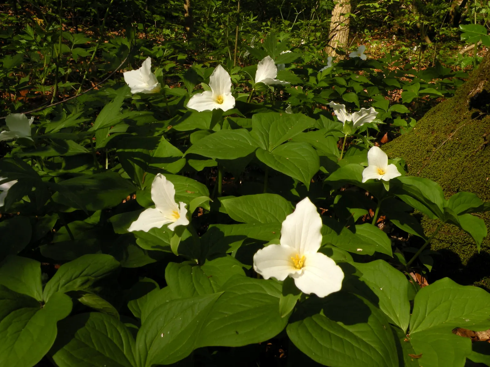 Large Flowered Trilium (Trillium Grandiflorum) — Trillium grandiflorum, the Large-Flowered Trillium, flourishes in U.S