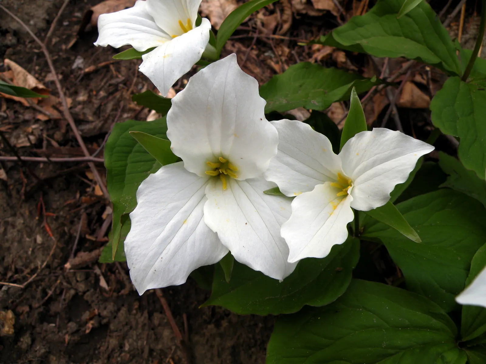 Large Flowered Trilium (Trillium Grandiflorum) — three-petaled flowers spanning up to 4 inches