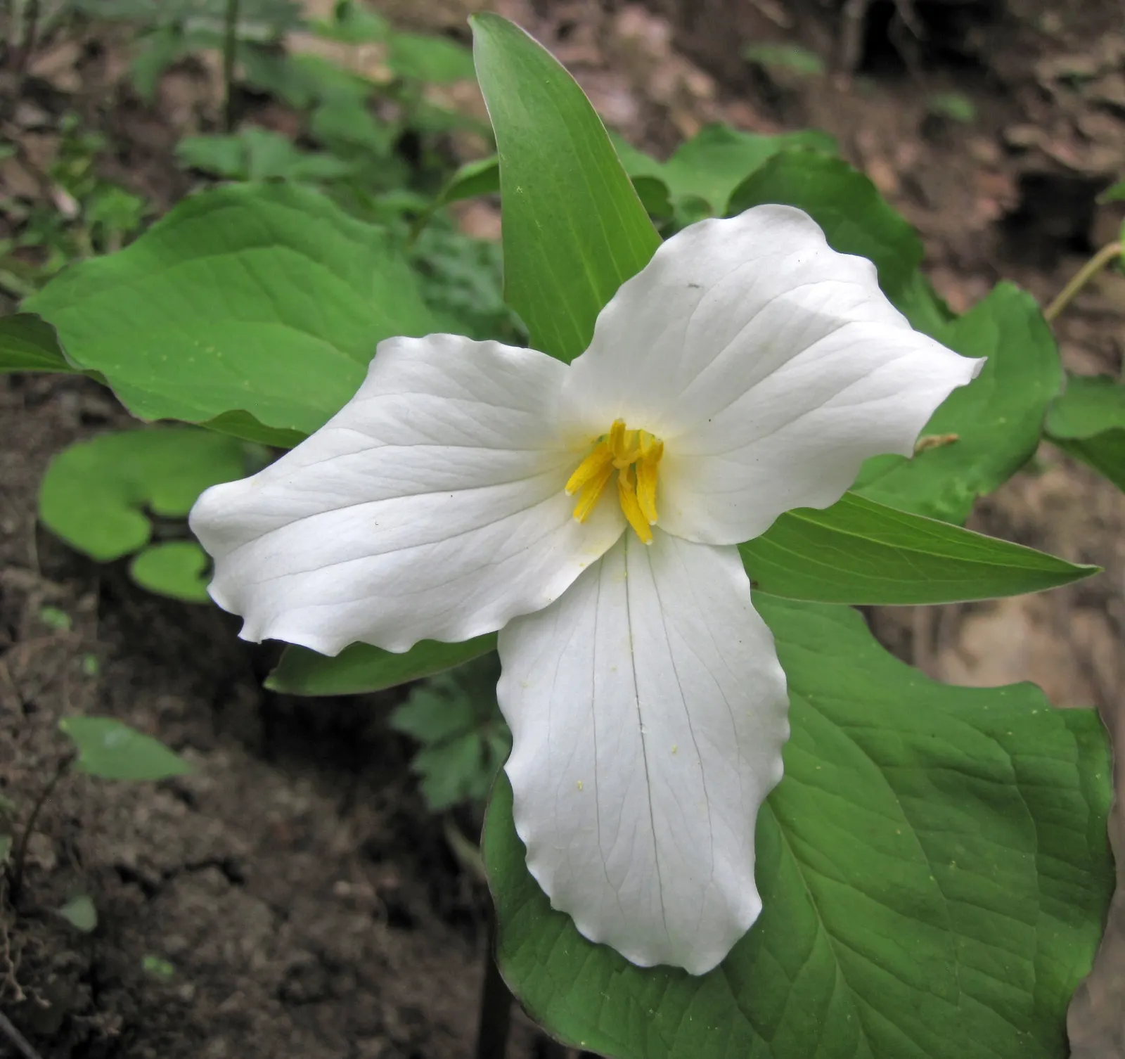Large Flowered Trilium (Trillium Grandiflorum) — depending on local climate conditions; the Trillium grandiflorum has a clump-forming habit, image 113