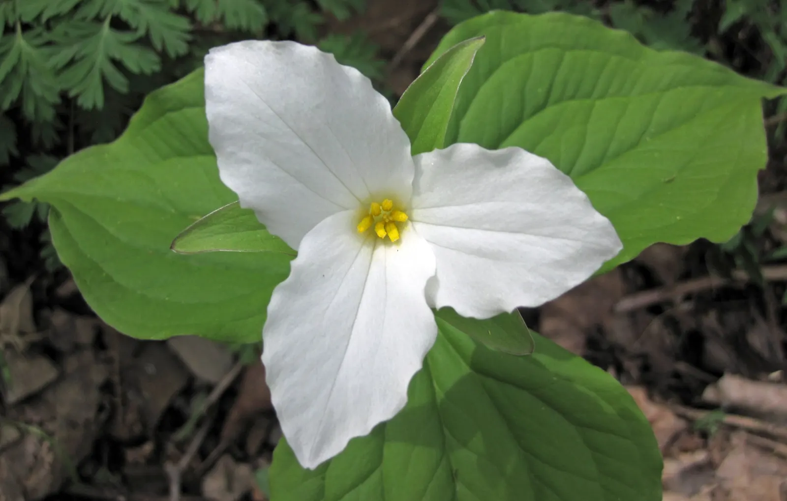Large Flowered Trilium (Trillium Grandiflorum) — spanning up to 6 inches across, image 47