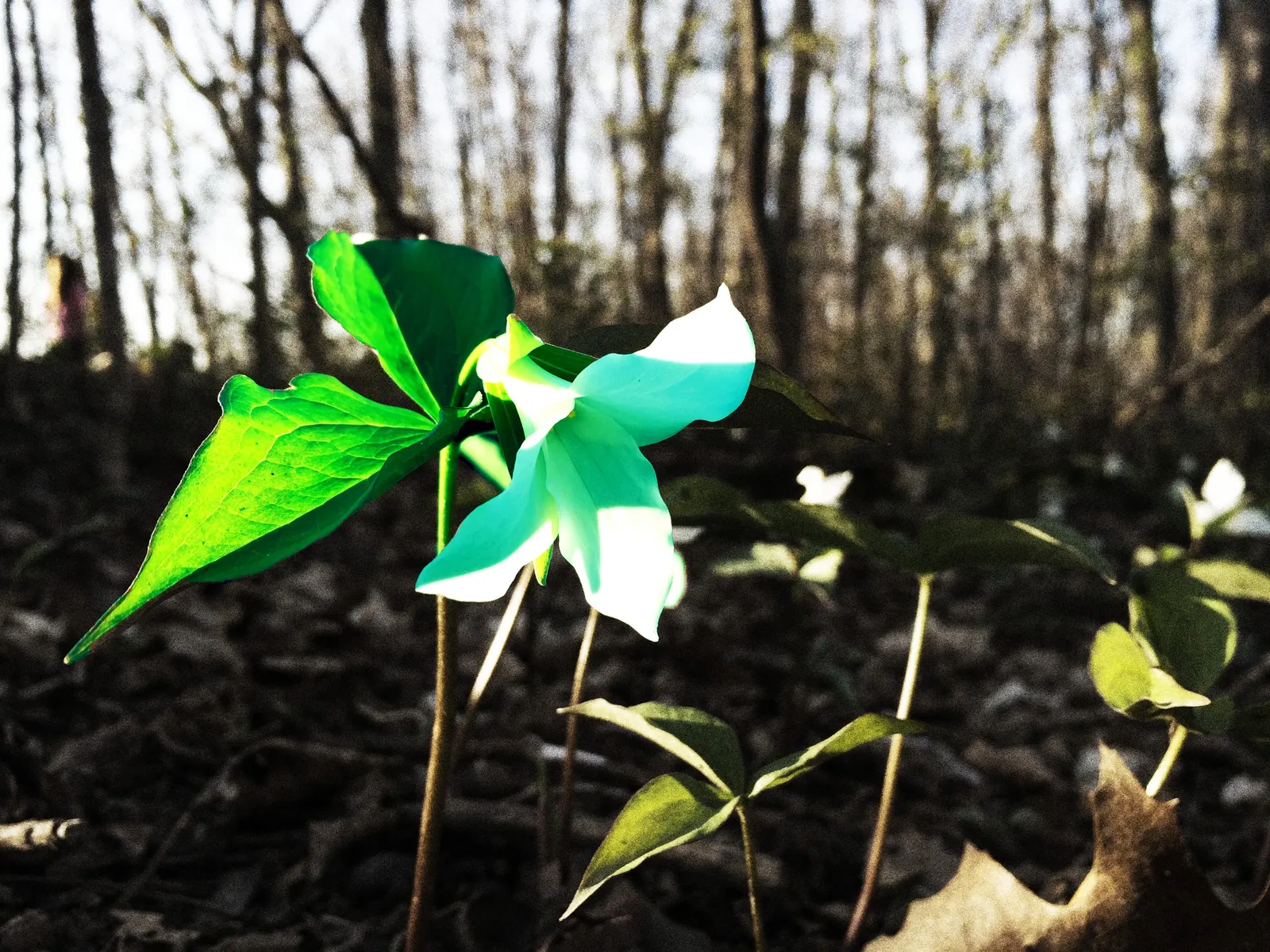 Large Flowered Trilium (Trillium Grandiflorum) — Its bloom period is in early to late spring; trillium grandiflorum, the Large-Flowered Trillium, image 98