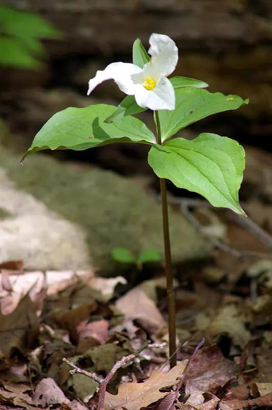 Large Flowered Trilium (Trillium Grandiflorum) — white blooms and elegant foliage; this woodland wildflower is an excellent choice for shaded or semi-shaded