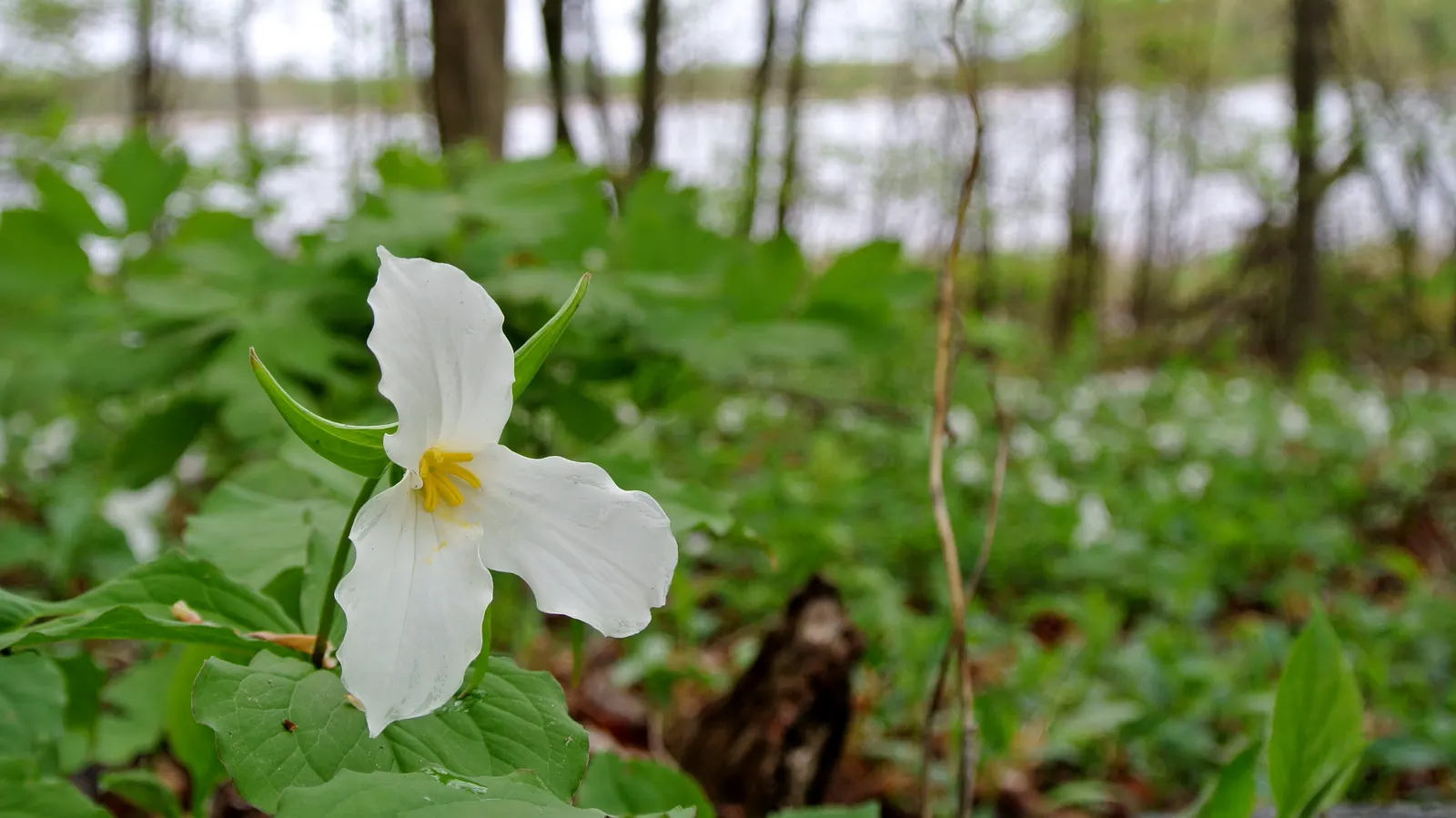 Large Flowered Trilium (Trillium Grandiflorum) — white flowers in the garden; which can form impressive drifts over time, image 122