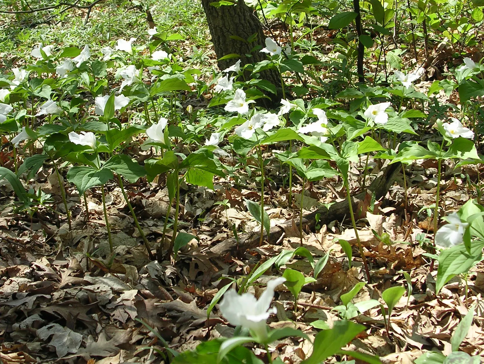 Large Flowered Trilium (Trillium Grandiflorum) — this perennial prefers partial to full shade; trillium grandiflorum may go dormant in summer, image 97