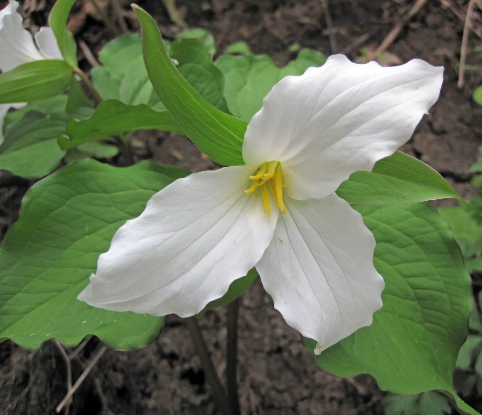Large Flowered Trilium (Trillium Grandiflorum) — Recognizable by its stunning; white blooms and elegant foliage, image 126