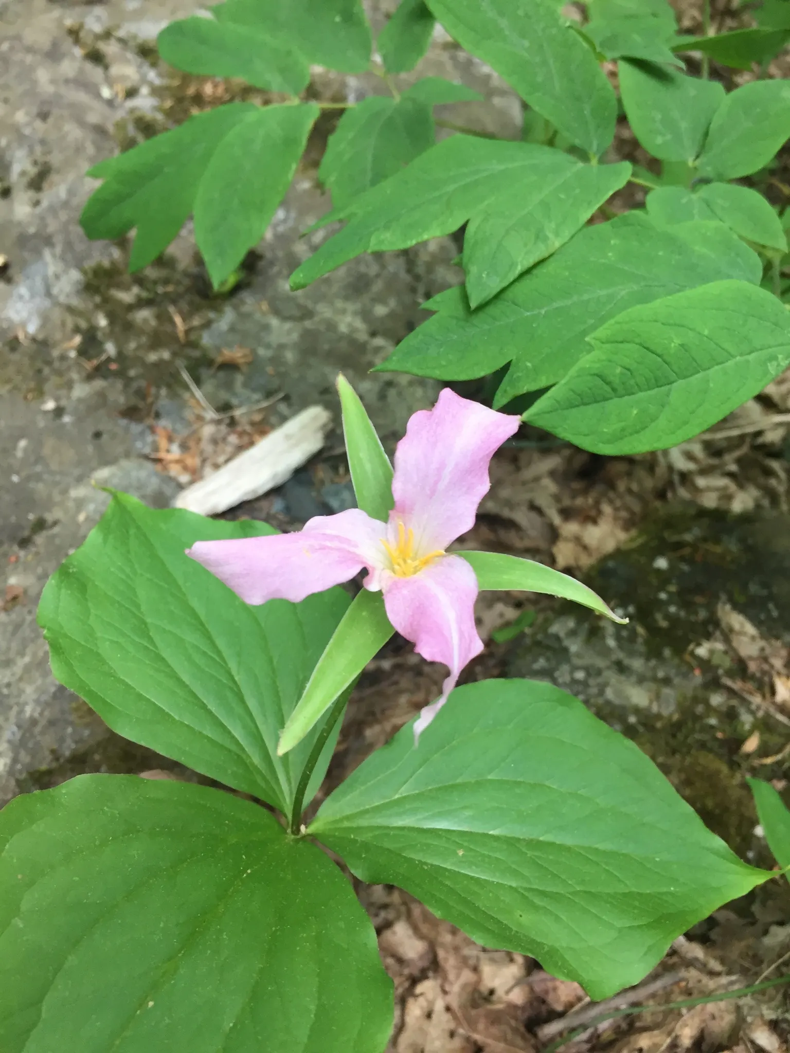 Large Flowered Trilium (Trillium Grandiflorum) — requiring minimal care while rewarding with extraordinary spring beauty