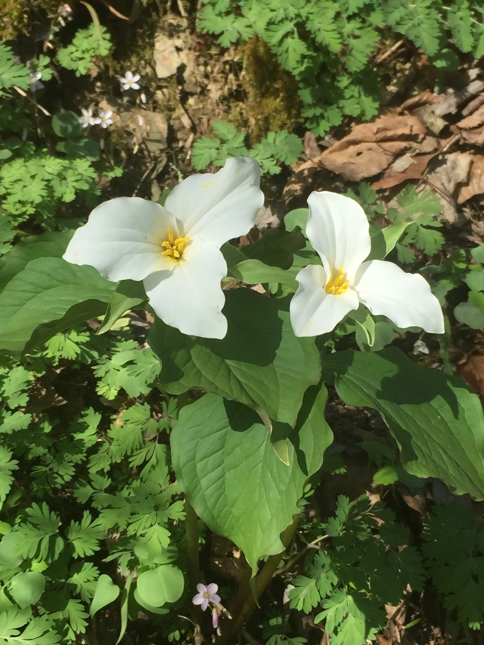 Large Flowered Trilium (Trillium Grandiflorum) — As it is sensitive to disturbance; three-petaled flowers spanning up to 4 inches, image 116