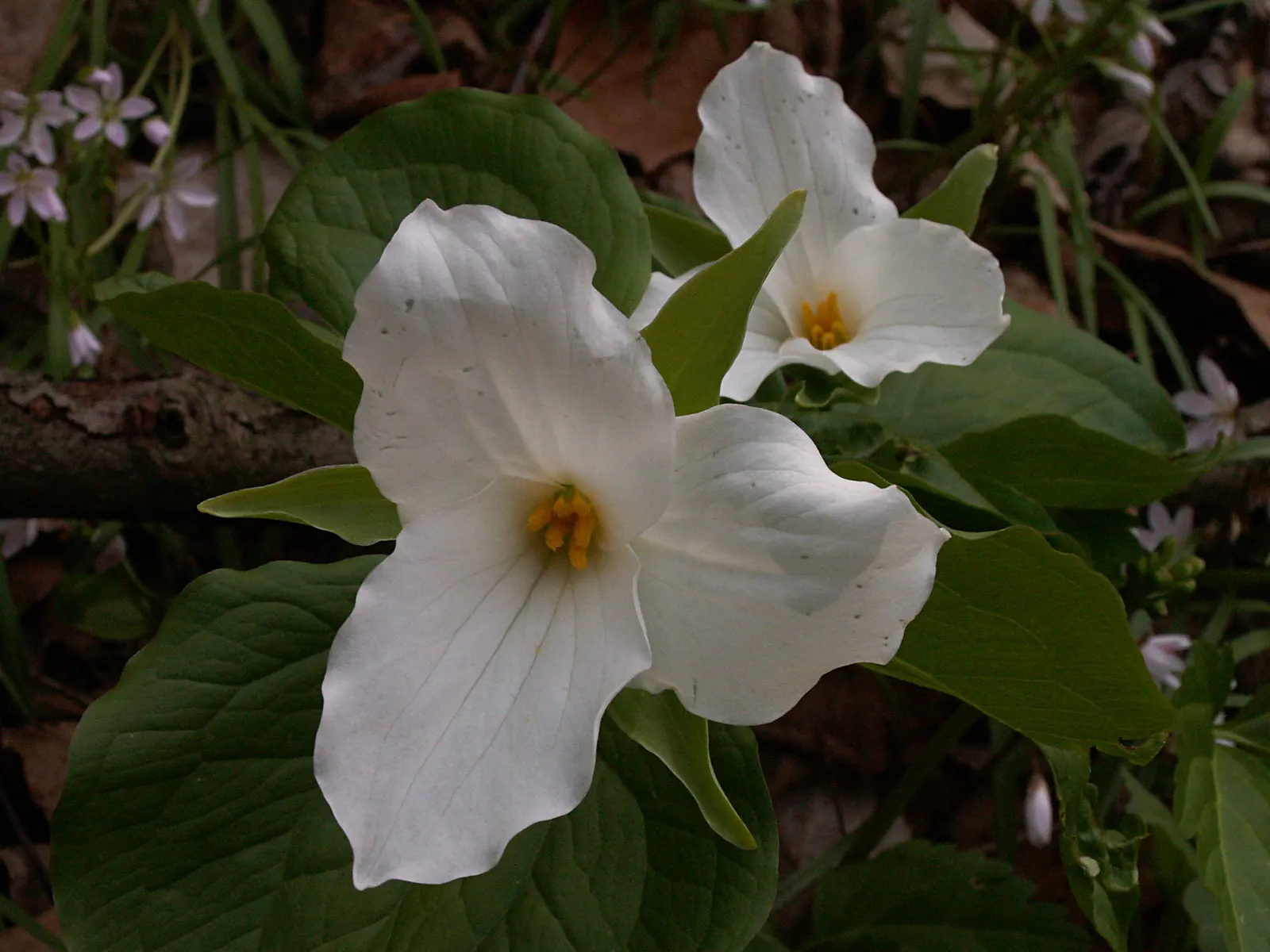 Large Flowered Trilium (Trillium Grandiflorum) — Recognizable by its stunning; white blooms and elegant foliage