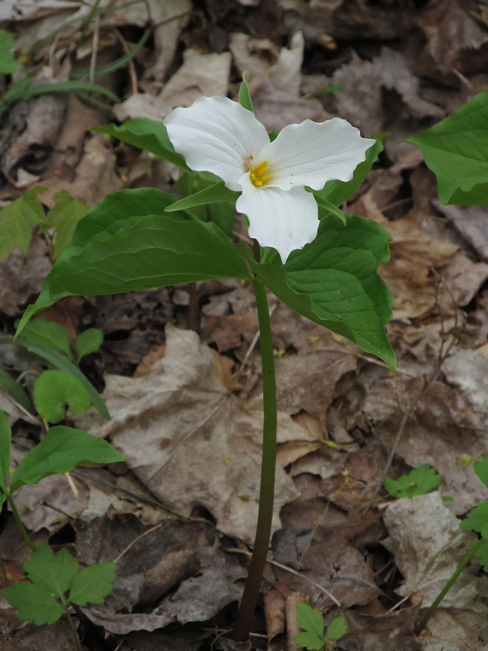 Large Flowered Trilium (Trillium Grandiflorum) — spanning up to 6 inches across