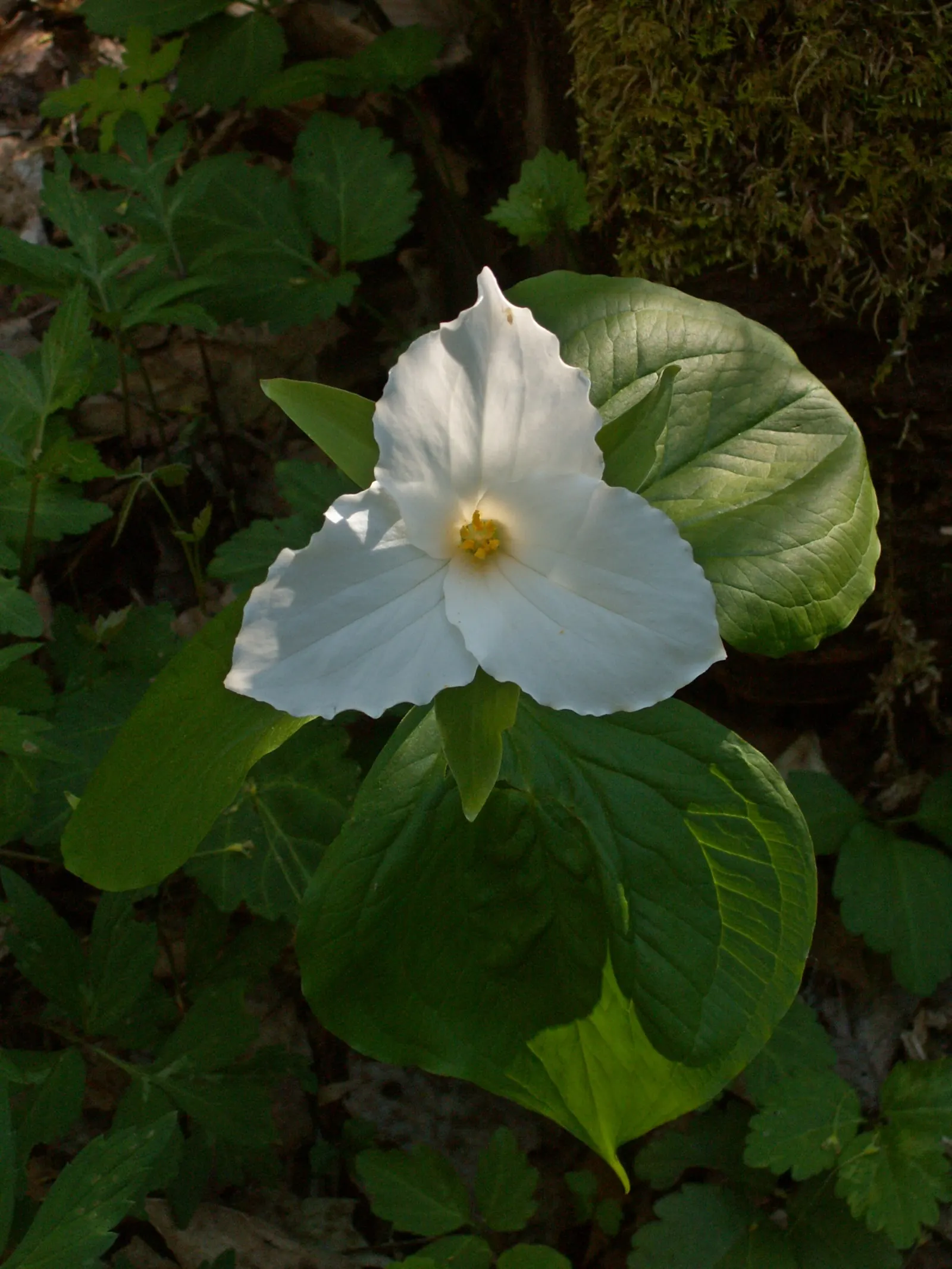 Large Flowered Trilium (Trillium Grandiflorum) — which can form impressive drifts over time