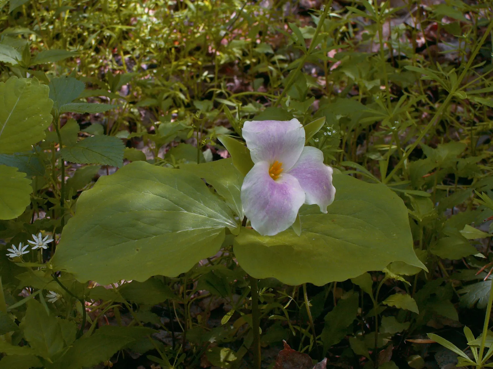 Large Flowered Trilium (Trillium Grandiflorum) — while supporting local ecology by attracting pollinators such as bees and butterflies; it is, image 119