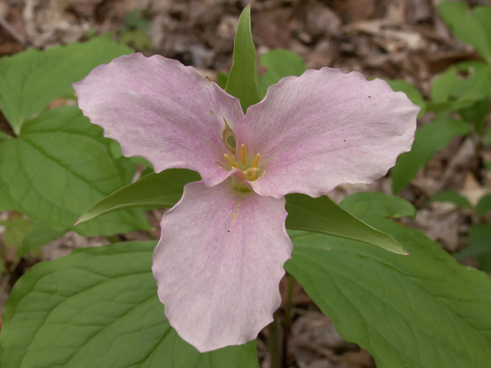 Large Flowered Trilium (Trillium Grandiflorum) — the Trillium grandiflorum has a clump-forming habit; while supporting local ecology by attracting, image 75