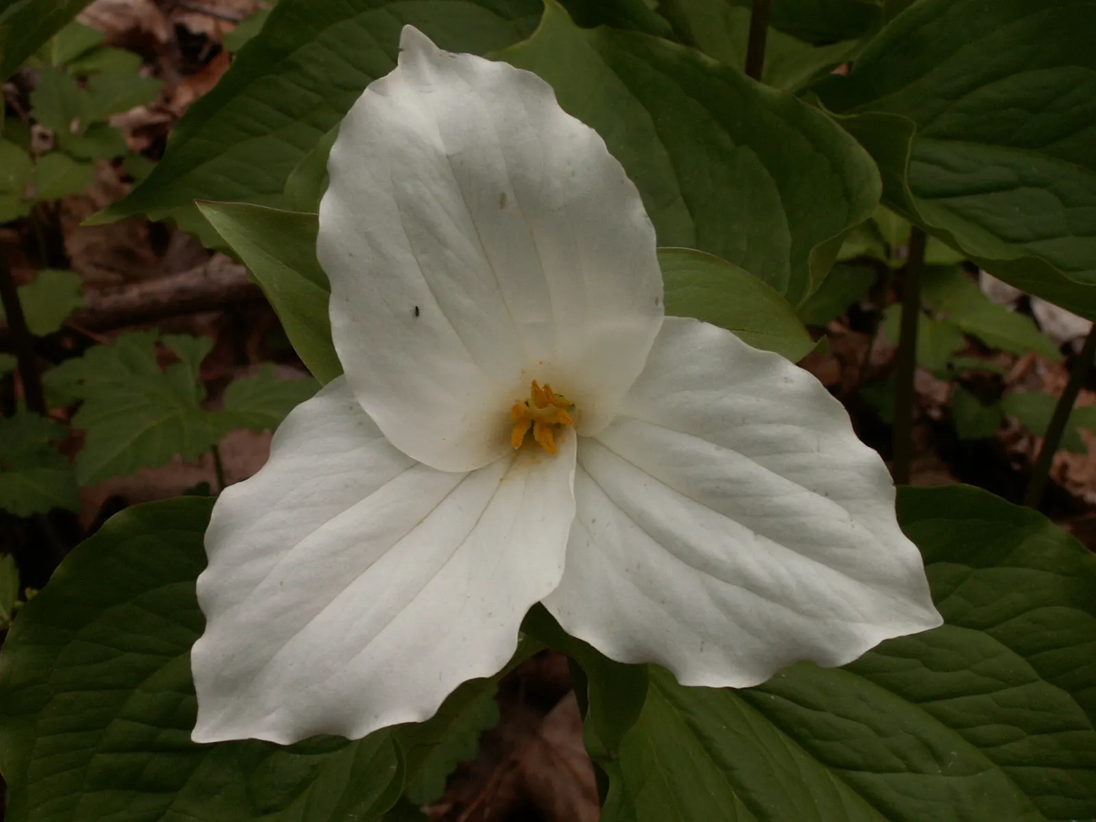 Large Flowered Trilium (Trillium Grandiflorum) — This woodland wildflower is an excellent choice for shaded or semi-shaded areas of your landscape, image 43