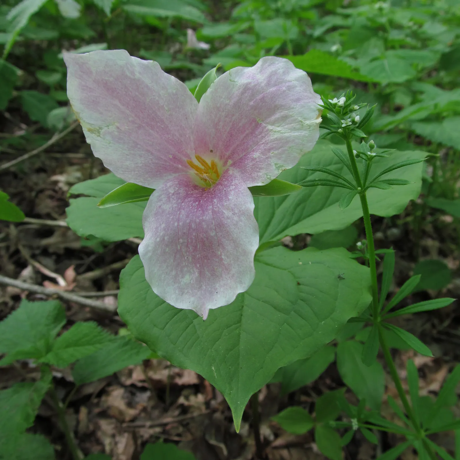 Large Flowered Trilium (Trillium Grandiflorum) — Recognizable by its stunning; white blooms and elegant foliage, image 95