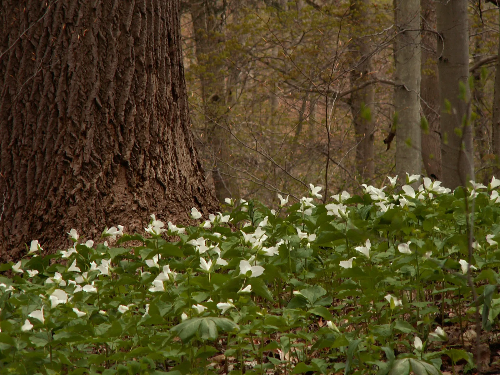 Large Flowered Trilium (Trillium Grandiflorum) — Recognizable by its stunning