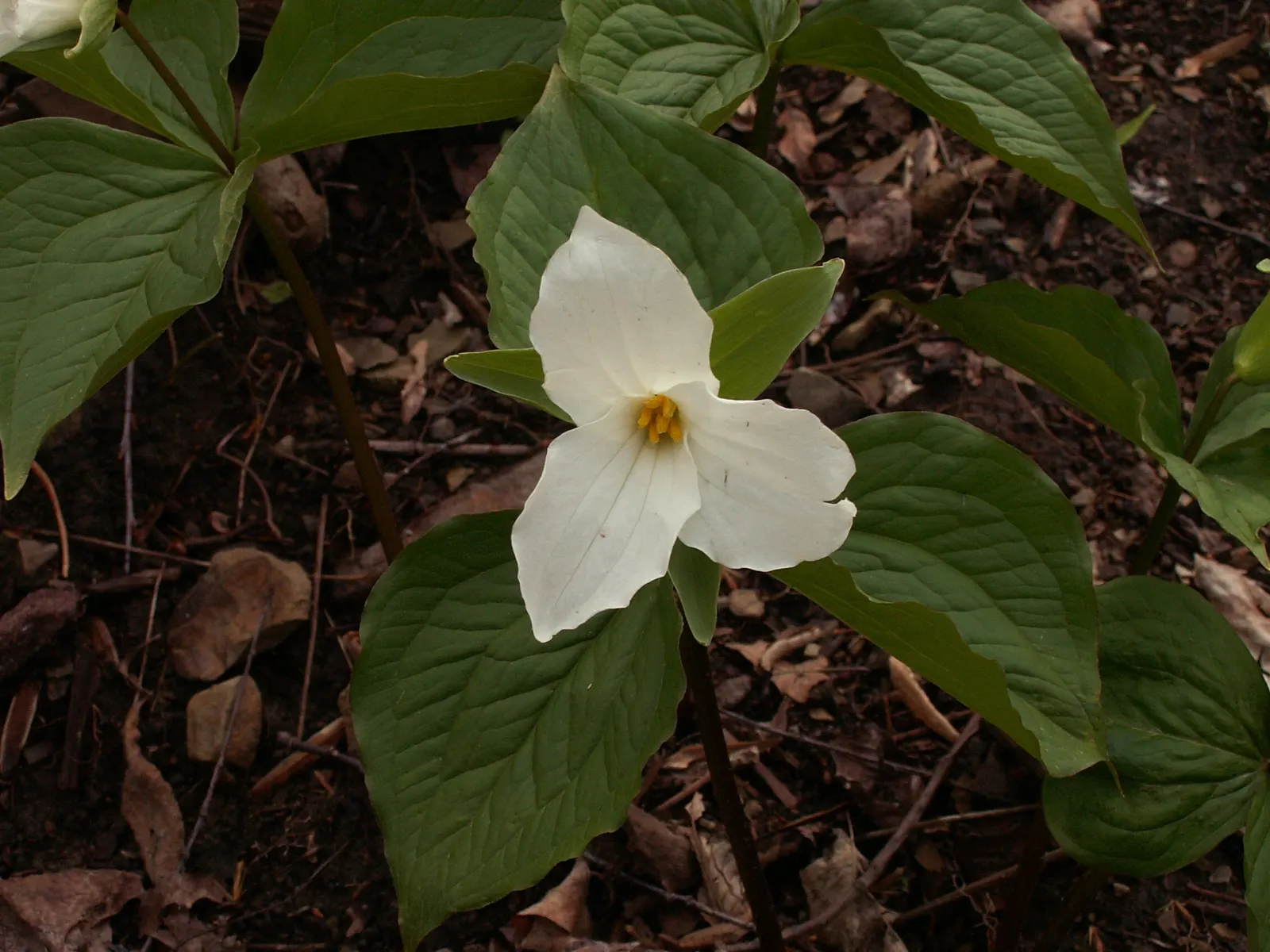 Large Flowered Trilium (Trillium Grandiflorum) — commonly referred to as the Large Flowered Trillium; white flowers in the garden, image 71