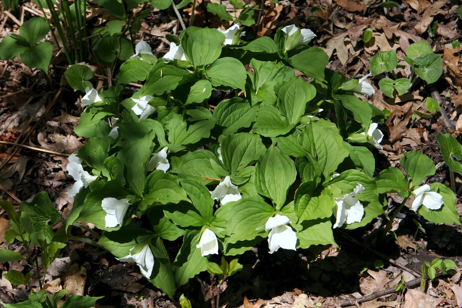 Large Flowered Trilium (Trillium Grandiflorum) — Trillium grandiflorum prefers fertile; depending on local climate conditions