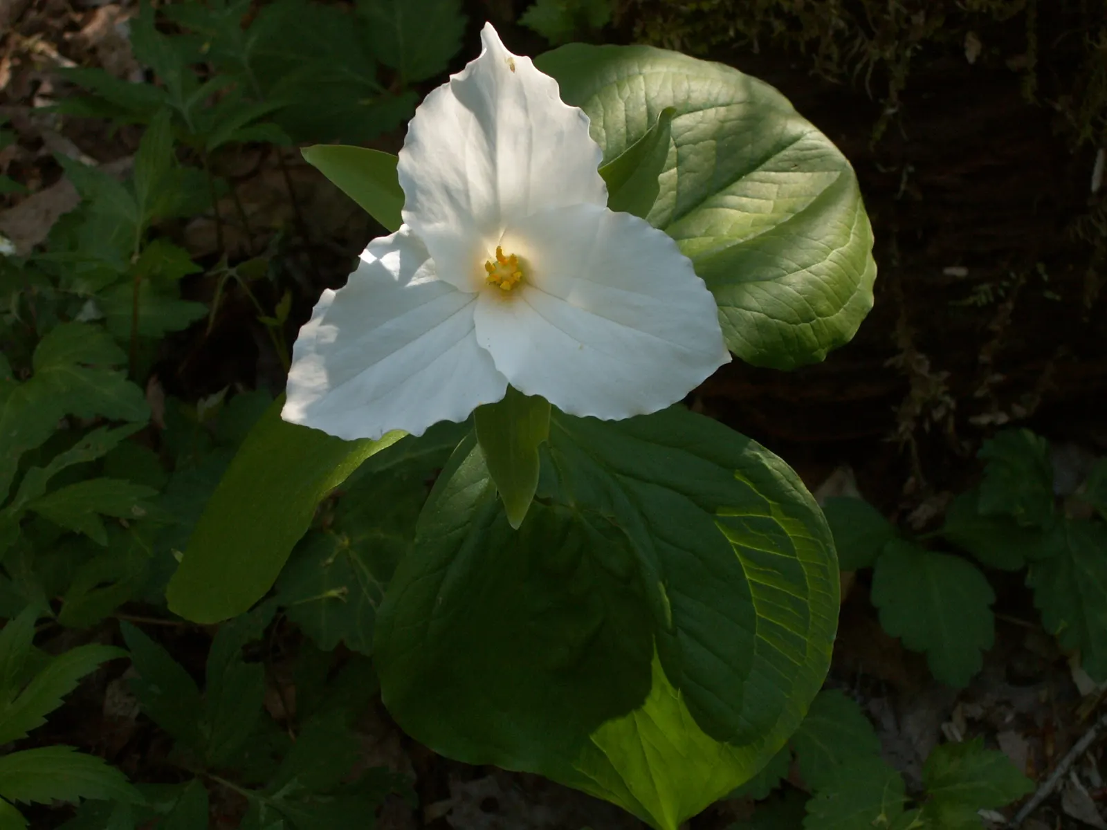 Large Flowered Trilium (Trillium Grandiflorum) — well-drained soil with a high organic content; it is hardy in zones 4 to 8 and remains a classic choice for a