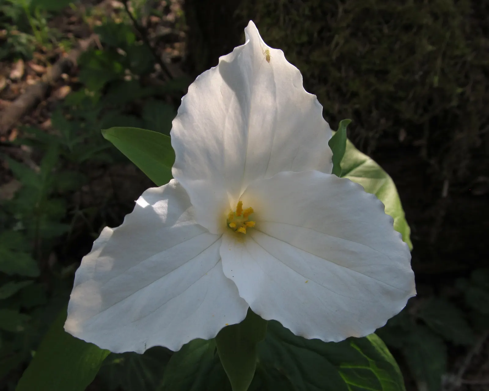Large Flowered Trilium (Trillium Grandiflorum) — the Trillium grandiflorum has a clump-forming habit; while supporting local ecology by attracting pollinators