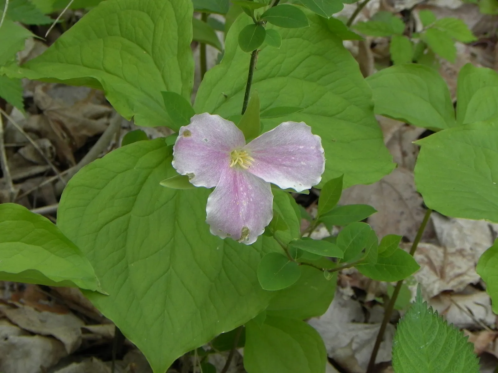 Large Flowered Trilium (Trillium Grandiflorum) — It is hardy in zones 4 to 8 and remains a classic choice for a shade or woodland garden; bulb /, image 89