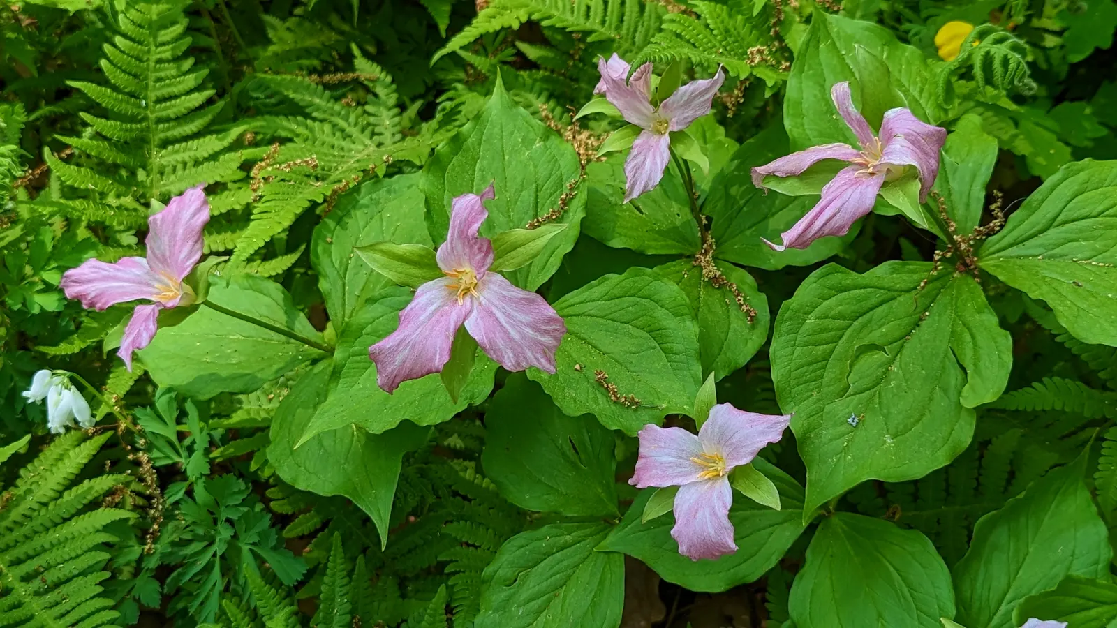 Large Flowered Trilium (Trillium Grandiflorum) — consist of three pure white petals that gracefully transition to a pale pink as they age
