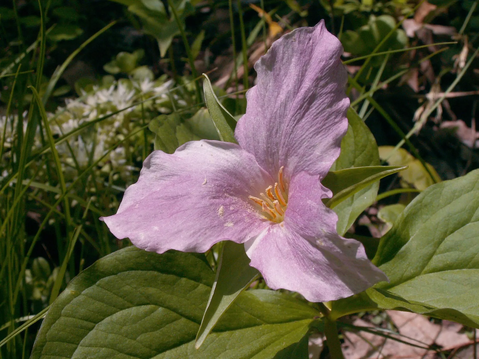 Large Flowered Trilium (Trillium Grandiflorum) — Each stem typically bears a whorl of three dark green leaves; commonly referred to as the Large, image 108
