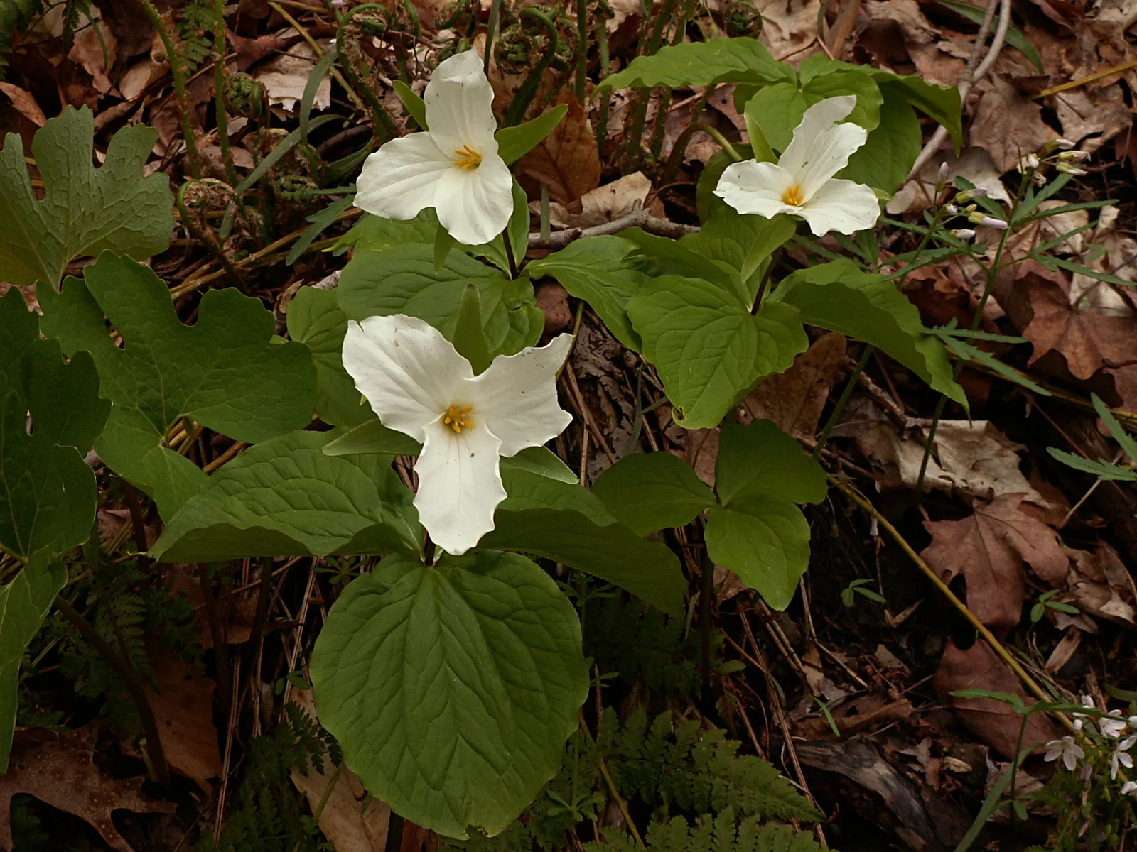 Large Flowered Trilium (Trillium Grandiflorum) — bulb / perennial for half or shade; requiring minimal care while rewarding with extraordinary spring beauty