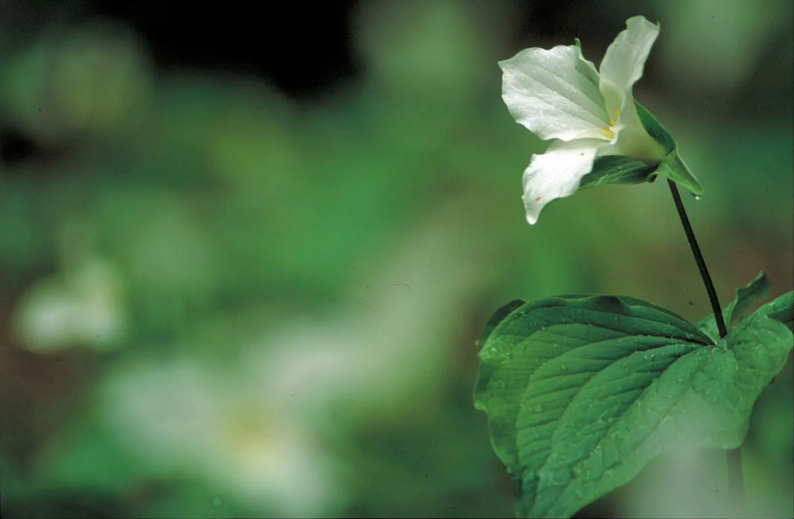 Large Flowered Trilium (Trillium Grandiflorum) — spanning up to 6 inches across, image 78