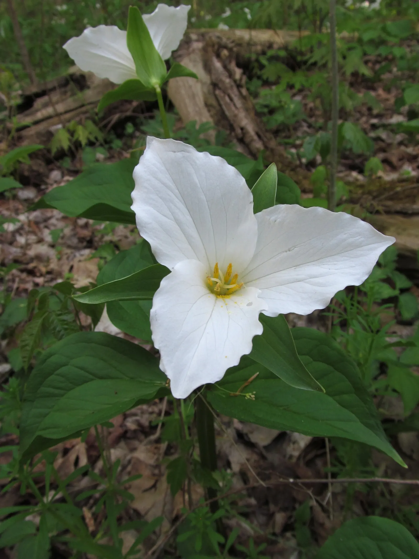 Large Flowered Trilium (Trillium Grandiflorum) — this perennial prefers partial to full shade; trillium grandiflorum may go dormant in summer, image 66