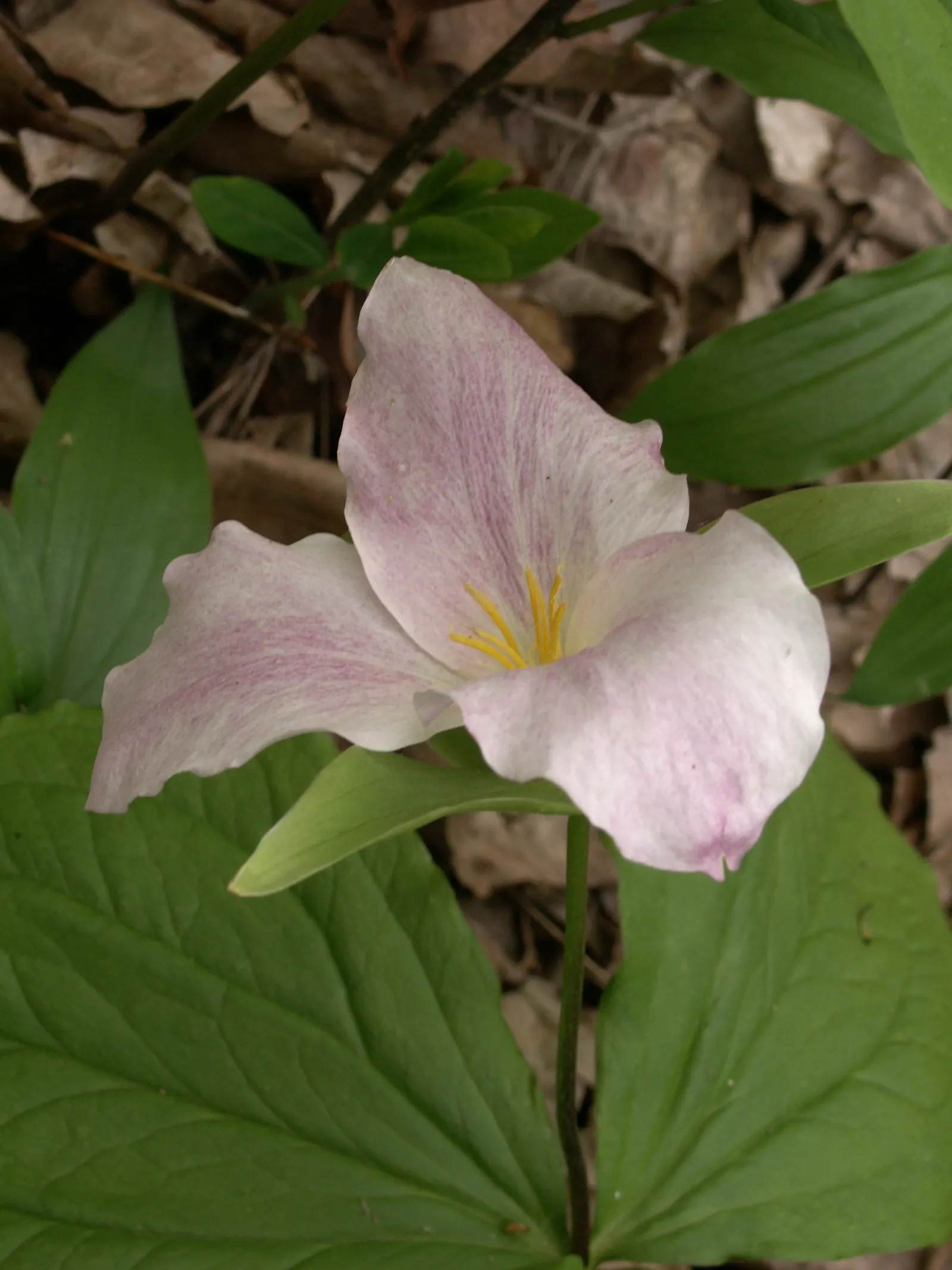 Large Flowered Trilium (Trillium Grandiflorum) — Providing visual interest up to 18 inches high and spreading approximately 12 inches
